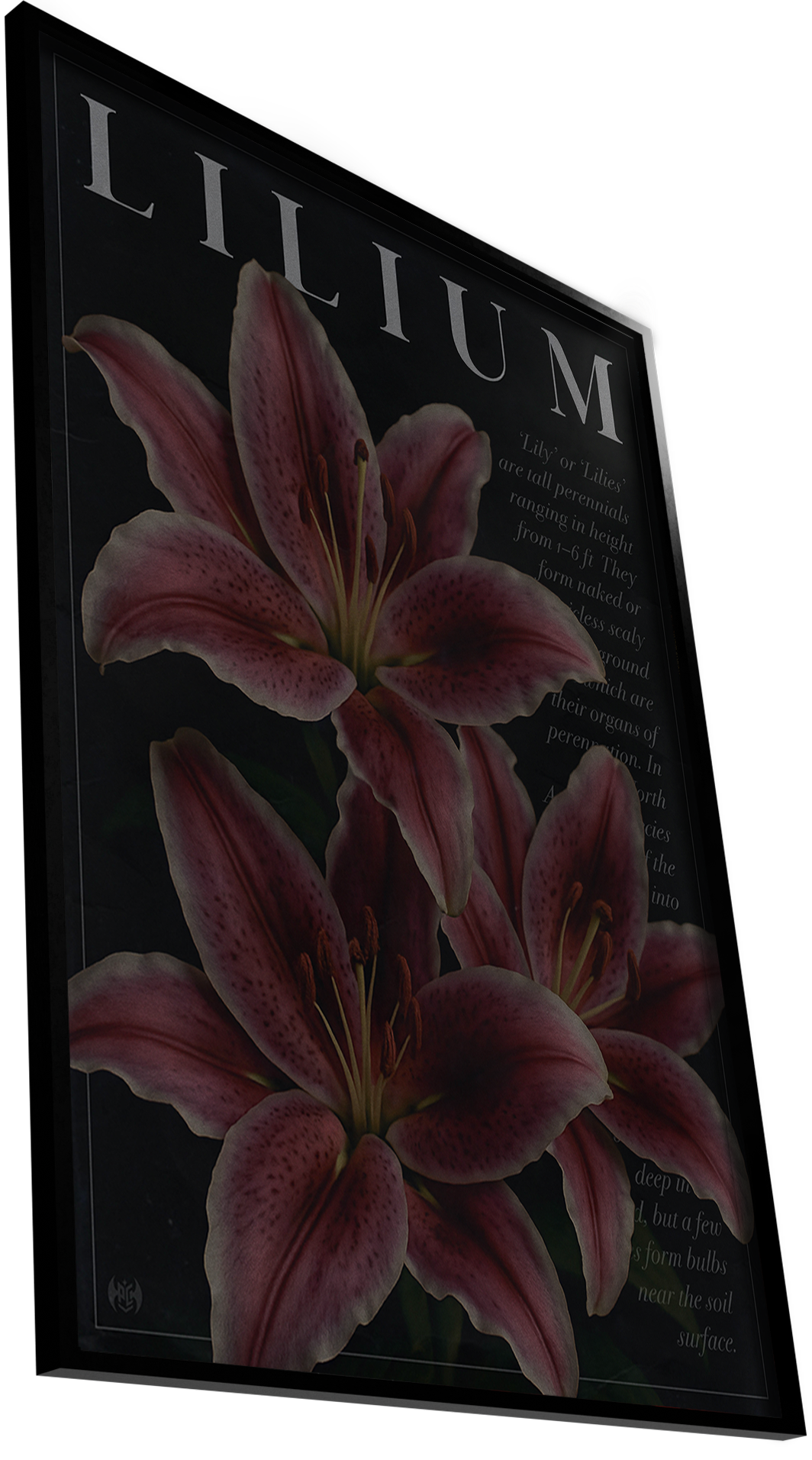 LILIUM - BOTANICAL ART