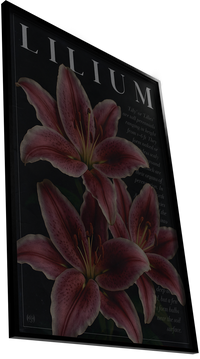 LILIUM - BOTANICAL ART