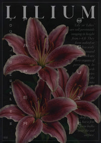 LILIUM - BOTANICAL ART