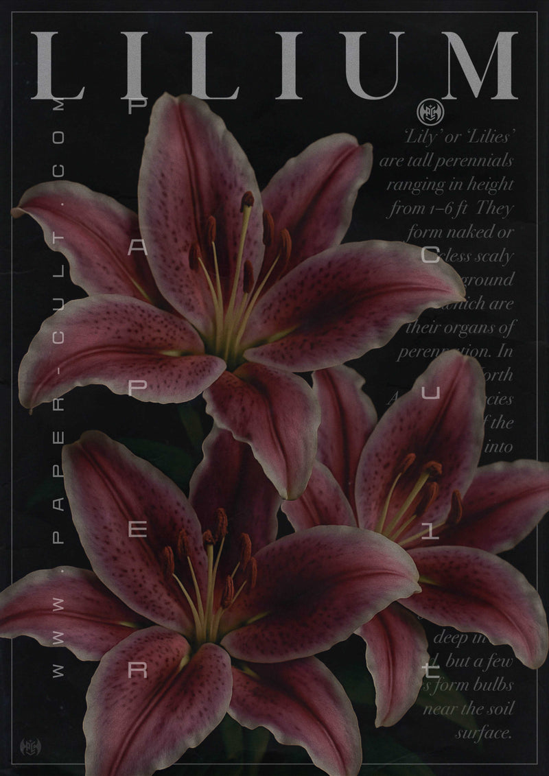 LILIUM - BOTANICAL ART